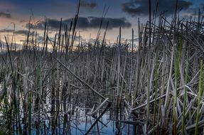 dry reed in the lake in the evening