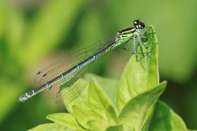 Green dragonfly on a green plant