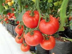 Tomatoes on the branches in the greenhouse