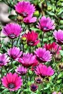 Picture of the purple meadow flowers
