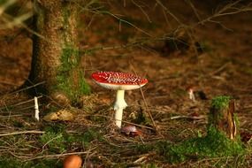 Fly agaric among dry foliage