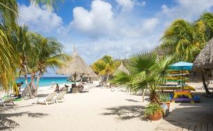 palm trees beach coastline curacao sea