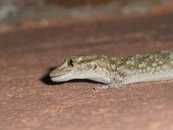 gecko lizard head close up