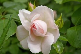 Close-up of the beautiful white rose with pink core with green leaves