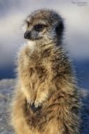 meerkat