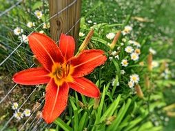 flowers summer nature