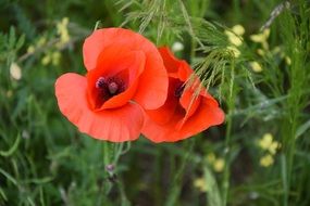Two red poppies on the bush
