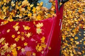 red car in yellow maple leaves