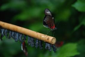 just hatched black and red butterfly