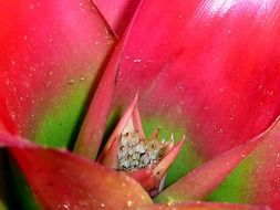 red green plant in jungle