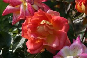 breathtaking rose