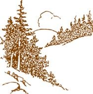 conifers forest landscape drawing