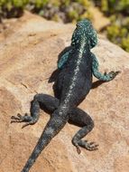 lizard south africa