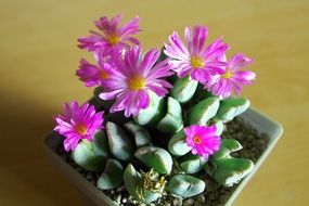 ice plant with gentle pink flower
