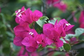Purple bougainvillea flowers in the garden