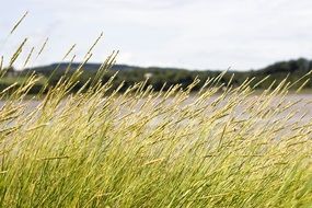 field of Golden grass