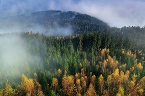 autumn mountains the fog forest airview