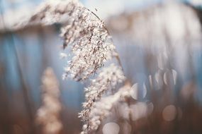 blurred photo of flowering plant