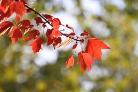 Red autumnal leaves