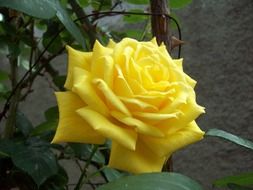 Wonderful yellow rose flower growing in the garden