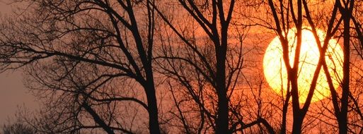 fiery sun silhouettes of trees sunset