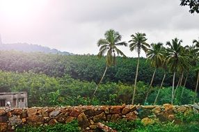 wall of palm trees in the tropical jungle