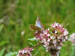 blue butterfly on a flowering plant in a meadow in Europe