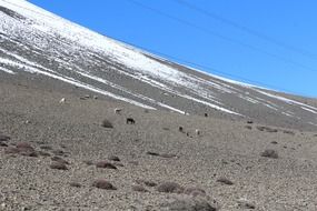 horses grazing on mountain slope