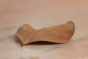 brown leaf close-up on blurred background