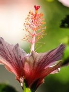 beautiful and delightful spring plant on a blurred background