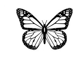 butterfly black and white contours draft