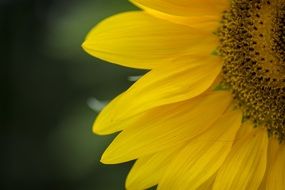 photo of a part of a sunflower bud