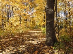 yellow autumn oak on the edge of a forest trail