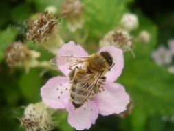 honeybee on the pink flower close-up