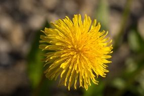 Lush yellow dandelion close-up