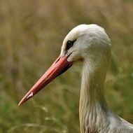 white stork head close up