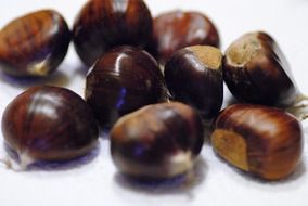 ripe brown chestnut fruit