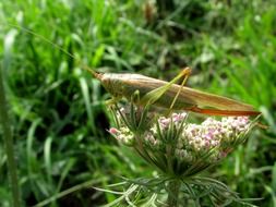 grasshopper among green grass