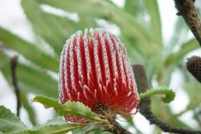 banksia bud
