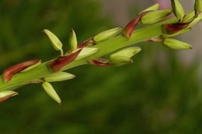 wonderful spike flower