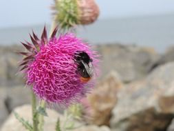 bumblebee on a bushy bud