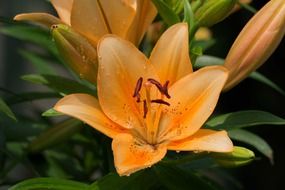 closeup view of golden lily flower