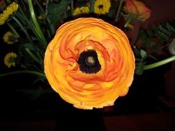 Round orange flower close-up