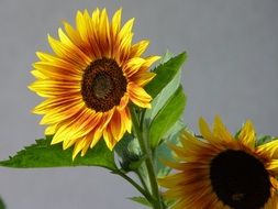 red-yellow sun flower