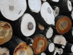 Tree trunks from the wood