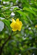 beauty gentle charming yellow flower