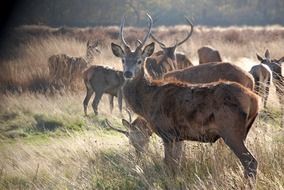 Landscape of the deers in the wildlife