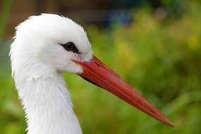 white stork with a long beak