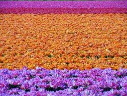 field of purple and orange tulips