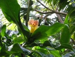 costus plant in bloom, bottom view